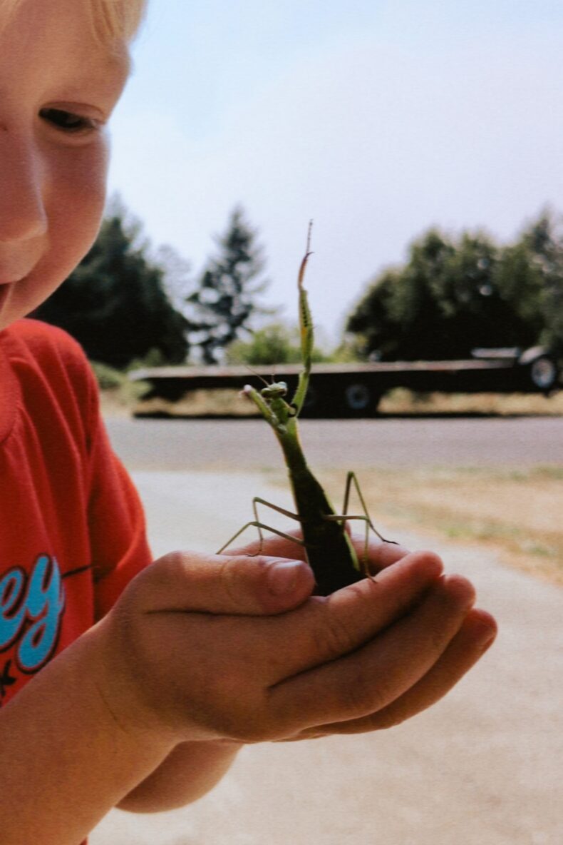Boy playing with a praying mantis outside