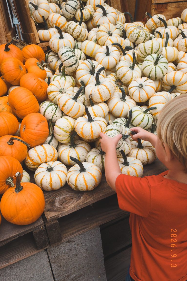 5 Pumpkin Activities for Preschoolers & Toddlers: A Week of Fall Learning