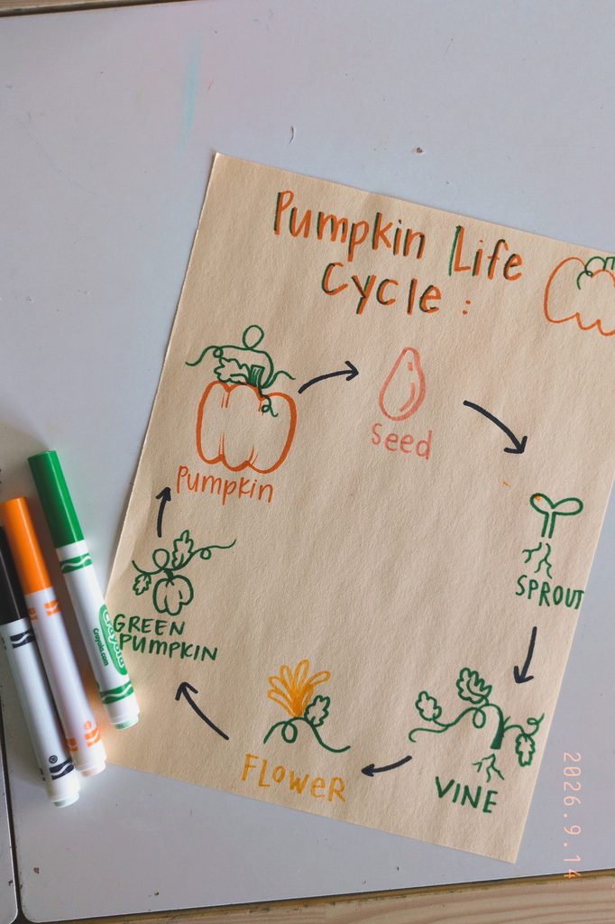 pumpkin life cycle pictorial